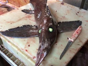 A fish caught by Nova Scotia fisherman Scott Tanner is shown in a handout photo. For a brief moment, Tanner thought he might have a case of cabin fever when he spotted a fish with glowing, green eyes in his trawler's net. A curator of zoology at the Museum of Natural History in Halifax, offered a more scientific-based explanation: the bug-eyed creature appears to be a knifenose chimera - one of three chimera species in North Atlantic waters.THE CANADIAN PRESS/HO-Scott Tanner ORG XMIT: HAL500